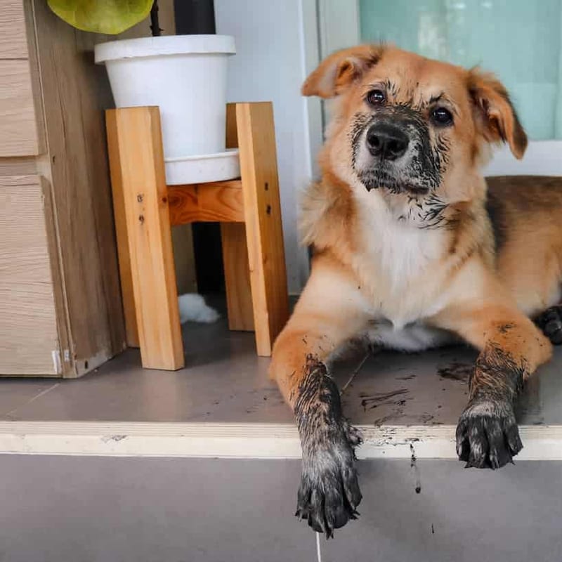 Muddy dog with dirty paws waiting to be cleaned