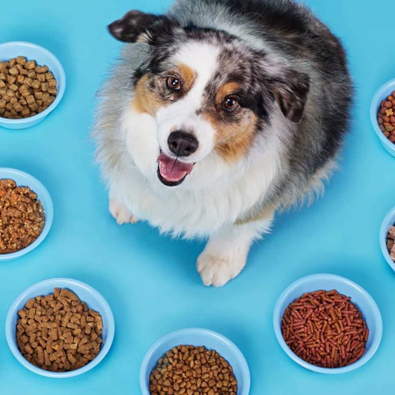 Happy dog at mealtime surrounded by food bowls